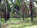 IMG_0998 palm oil tree